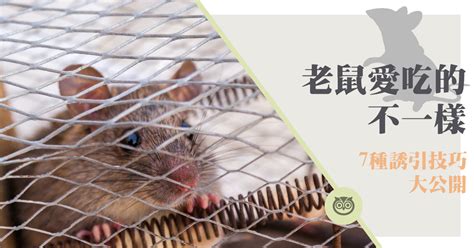 老鼠咬過的食物可以吃嗎 耳朵痒预兆